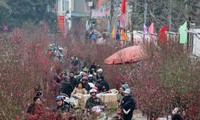 Flower villages in Hanoi bustling for Tet