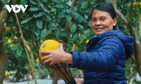 Dien pomelo among most meaningful Tet gifts