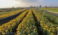 Hanoi’s largest flower village busy preparing for Tet holiday