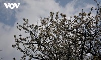 Son Tra fruits greet spring in Mu Cang Chai