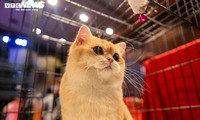 Hanoi hosts largest national cat show