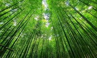 Magnificent bamboo forest in Mu Cang Chai