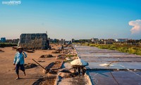 Workers toil in largest salt field in northern Vietnam