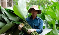 Bustling Trang Cat village in Dong leaf harvesting season