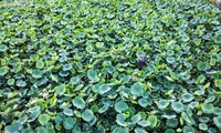 Experiencing West Lake lotus tea making in Hanoi