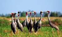 Dong Thap all set to make its National Park home again for red-crowned cranes   