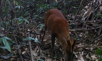 Rare muntjacs detected in Thanh Hoa’s Pu Hu Nature Reserve