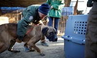 South Korea to ban eating dogs