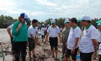 Mencanangkan gerakan reboasasi dan melindungi pantai di Provinsi Ca Mau