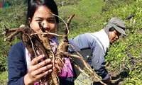 Kabupaten-Kabupaten Daerah Pegunungan di Provinsi Quang Nam Mengembangkan Program: ‘Setiap kecamatan Satu Produk