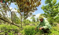 Daya hidup baru di Hutan U Minh Ha