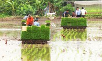 Para Petani di Pinggiran Kota Hanoi Meningkatkan Mekanisasi dalam Produksi Pertanian