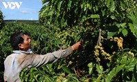 Para petani Provinsi Dak Lak menaruh kepercayaannya pada Konferensi Wicara dengan PM