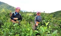 Program Setiap Kecamatan Satu Produk (OCOP) di Provinsi Lao Cai