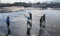 Vietnam Diprakirakan Jadi Negara Produsen Udang Utama