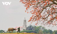 Maret, bunga randu alas bermekaran di tepi sungai Thuong