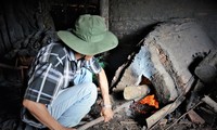 Pohon Bakau Bantu Warga Provinsi Ca Mau Bangkit