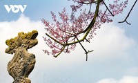 Asyik Pandangi “Bunga Pohon Parasol” (Ngo Dong)  Bermekaran di Benteng Hue 