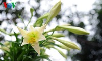 Die Lilien im Dorf Tay Tuu