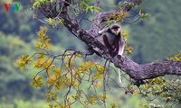 Eine einzigartige Fotosammlung über den König der Primaten