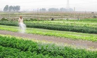 Vietnamesische Landwirtschaft profitiert vom TPP-Abkommen