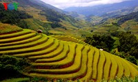 Reisernte in Mu Cang Chai