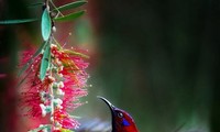 Vietnams Fotograf gewinnt den internationalen Fotowettbewerb