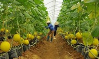 Binh Duong entwickelt Konsumkette von Landwirtschaftsprodukten