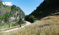 Faszinierende Farbe des echten Buchweizen in Ha Giang