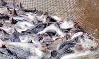 Vietnams Pangasius-Exporte in die wichtigsten Märkte im zweiten Quartal 2022 werden weiter stark wachsen