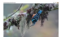 Foto von Schmuckkleiber gewinnt den ersten Preis des Wildvögel-Fotowettbewerbs