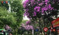 Die romantische Lila-Königinblume auf den Straßen von Hanoi