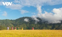 풍요로운 수확기의 계단식 논밭