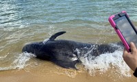 좌초된 300 kg 고래 구조