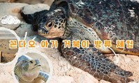꼰다오 아기 거북이 방류 체험