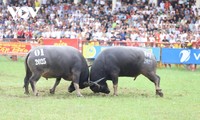 2025년 하이퐁시 도선(Đồ Sơn) 물소 싸움 전통축제 개최
