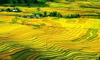 Mu Cang Chai ត្រូវបានរៀបចំណាត់ក្នុងចំណោមជម្រើសកំពូលទីកន្លែងដ៏មានពណ៌សម្បុរឆើតបំផុតលើពិភពលោក