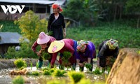 Mu Cang Chai ក្នុងរដូវទឹកធ្លាក់ - ផ្ទាំងគំនូរដ៏ស្រស់បំព្រងនៅតំបន់ភ្នំ ភាគពាយ័ព្យ