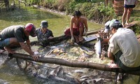 ទីក្រុង Can Tho​ ឆ្ពោះទៅបទដ្ឋានអន្តរជាតិក្នុងការចិញ្ជឹមជលផល