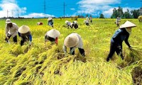 DONG THAP ÷បណ្ដាវាលស្រែសម្ព័ន្ធភាព