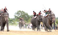 របរផ្សាំងដំរីរបស់ជនរួមជាតិ M’Nong