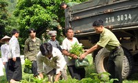 ប្រជាកសិករនៅខេត្ត Yen Bai មានបានពីការដាំព្រៃ