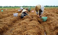 ប្រជាកសិករខេត្ត Dong Thap ធ្វើមានពីការដាំផ្សិតចំបើង