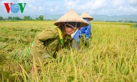 ផលិតស្រូវអង្ករតាមបទដ្ឋានអន្តរជាតិដើម្បីលើកកំពស់សមត្ថភាពប្រកួតប្រជែង