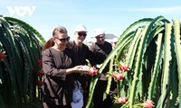 Binh Thuan Kembangkan Agrowisata