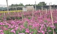 新春造访西就花村