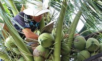 茶荣省干椰子价格居高不下