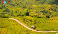 西北地区稻熟季节令人惊叹的美景