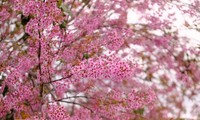 Zahlreiche einzigartige Aktivitäten beim Kirschblüten-Festival in Da Lat