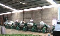 Vietnamese tea industry aims to raise product quality